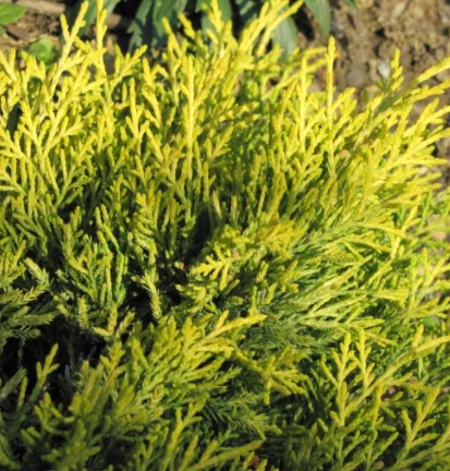 Jałowiec Pośredni Golden Joy (P9) - obrazek 2