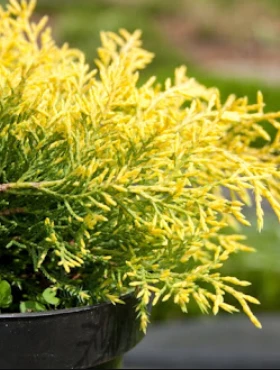 Jałowiec Pośredni Golden Joy (P9) - obrazek 3