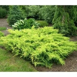 Jałowiec Pośredni Goldkissen (C2)