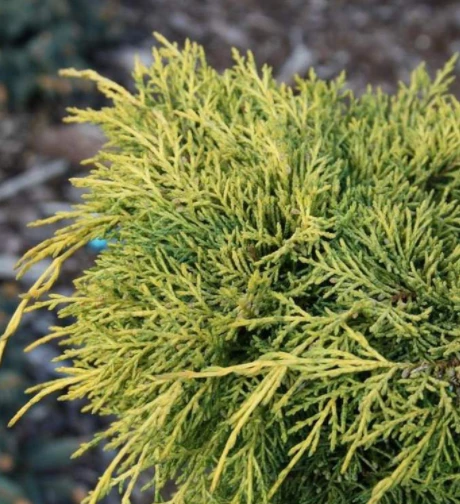 Jałowiec Pośredni King Of Spring (C2)