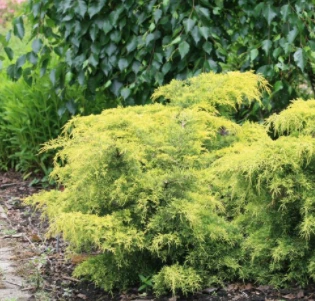 Jałowiec Pośredni King Of Spring (C2) - obrazek 2