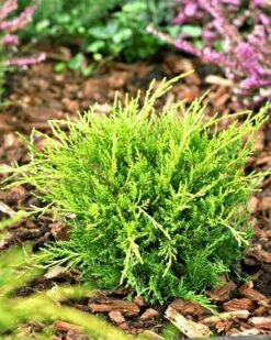 Jałowiec Pośredni Mordigan Gold