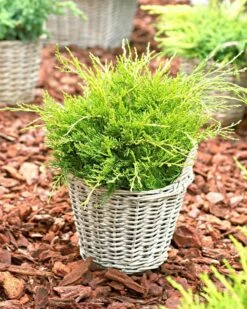 Jałowiec Pośredni Old Gold (C2)