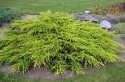 Jałowiec Pośredni Pfitzeriana Aurea Rozłożysty (C2)