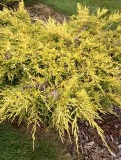 Jałowiec Pośredni Saybrook Gold (C2)