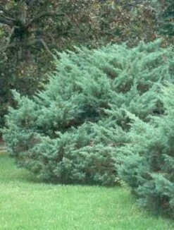 Jałowiec Pośredni Wilhelm Pfitzer