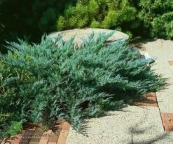 Jałowiec Sabiński Blue Danube (C2)