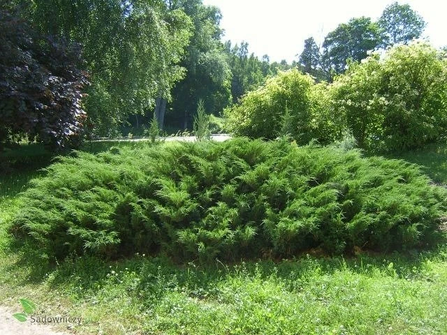 Jałowiec Sabiński Jeden Z Piękniejszych Jałowców - obrazek 4