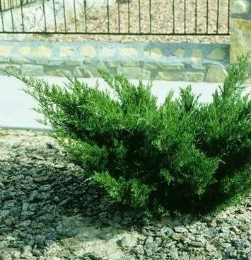 Jałowiec Sabiński Jeden Z Piękniejszych Jałowców