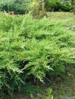 Jałowiec Sabiński 'Rockery Gem' (C2)