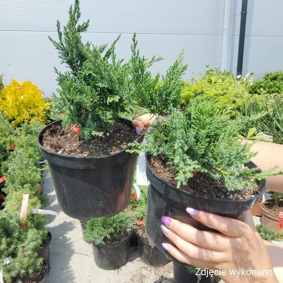 Jałowiec Sabiński Tamariscifolia (C2) - obrazek 3