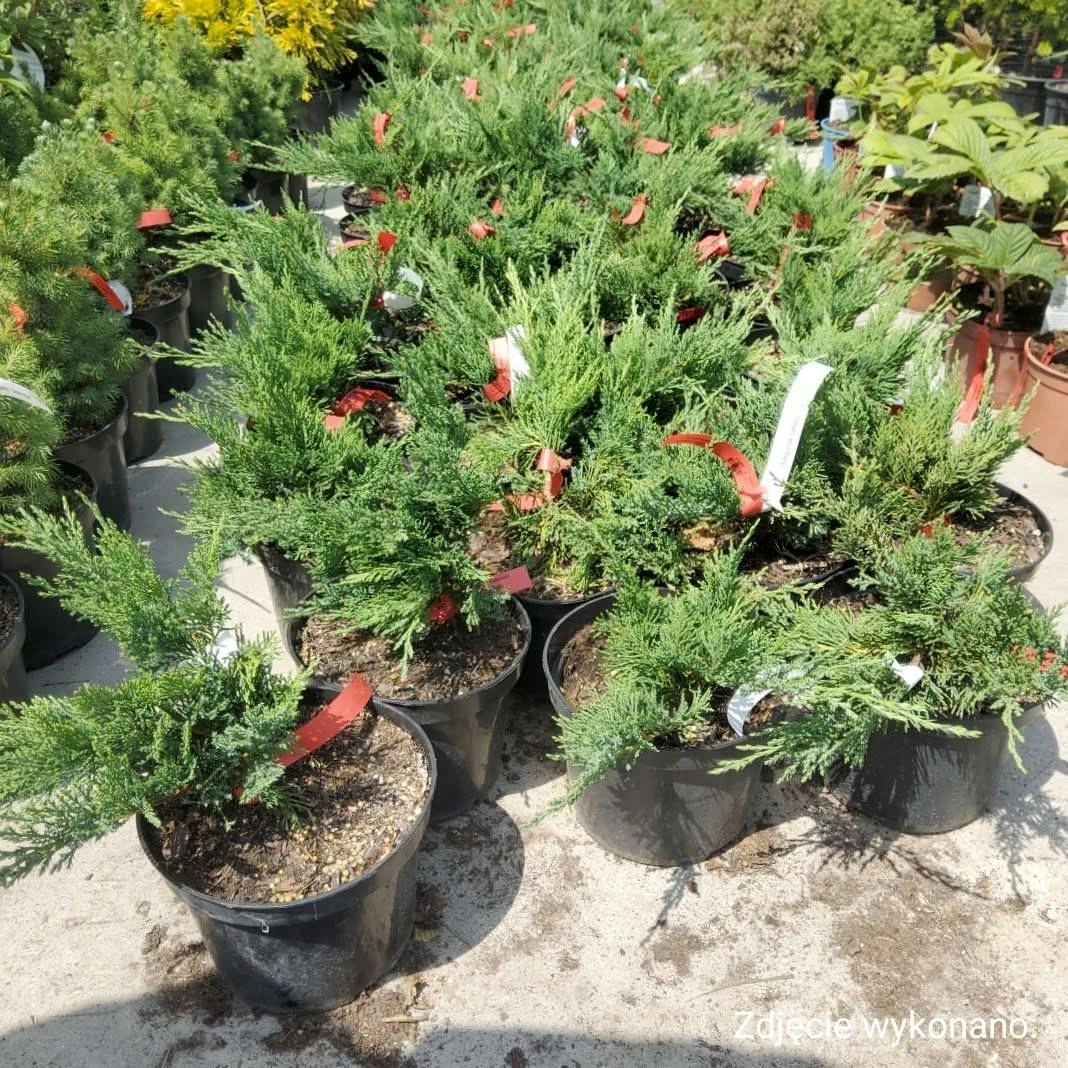 Jałowiec Sabiński Tamariscifolia (C2) - obrazek 4