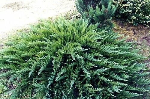 Jałowiec Sabiński Tamariscifolia (C2) - obrazek 2