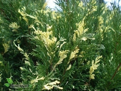 Jałowiec Sabiński Variegata