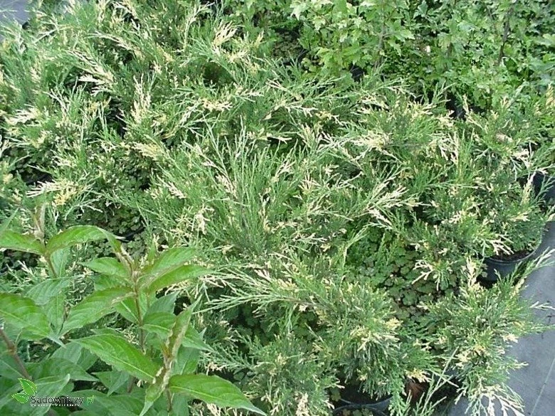 Jałowiec Sabiński Variegata - obrazek 5