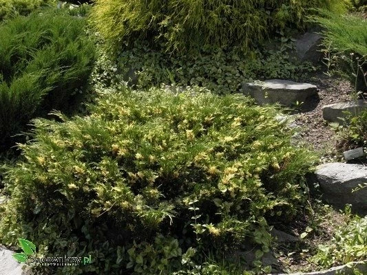 Jałowiec Sabiński Variegata - obrazek 4