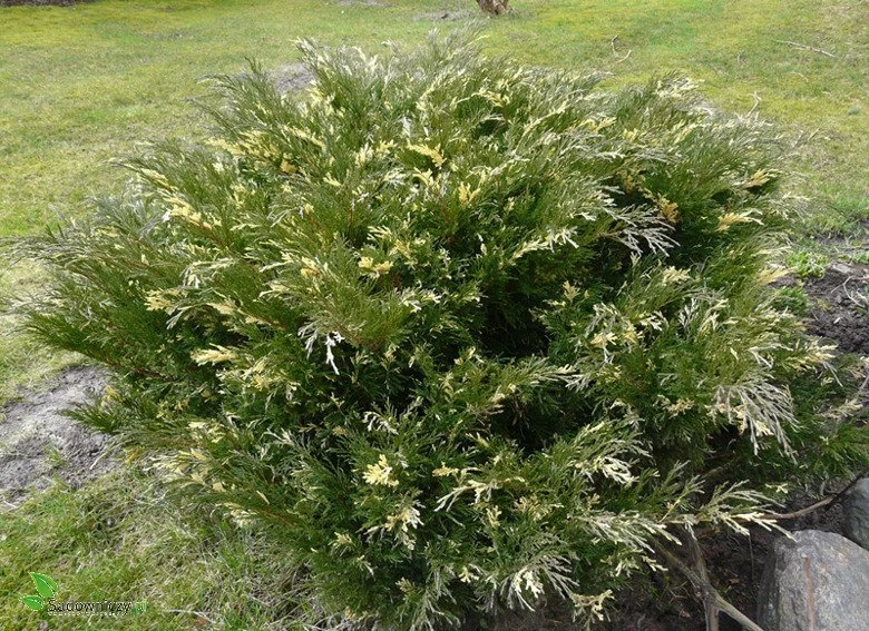 Jałowiec Sabiński Variegata - obrazek 2