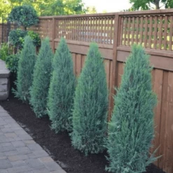 Jałowiec Skalny Blue Arrow (C2)