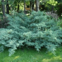 Jałowiec Wirginijski Hetz Srebrzysty Iglak