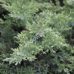 Jałowiec Wirginijski 'Tripartita'