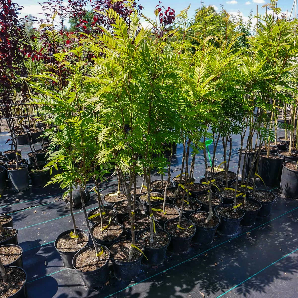 Jarząb Kolumnowy żółtoowocowy - obrazek 4