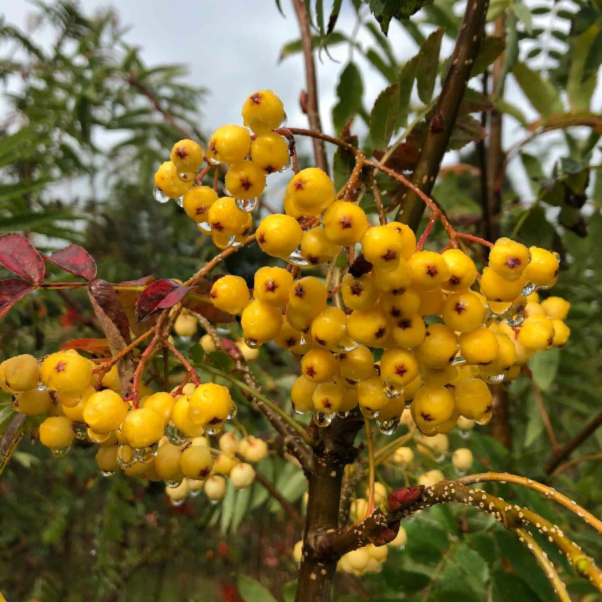 Jarząb Kolumnowy żółtoowocowy