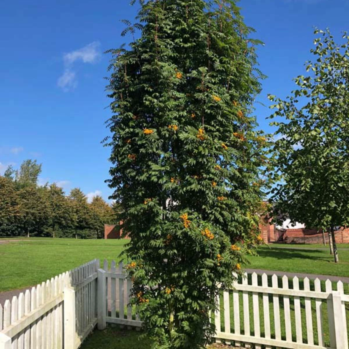 Jarząb Kolumnowy żółtoowocowy - obrazek 2