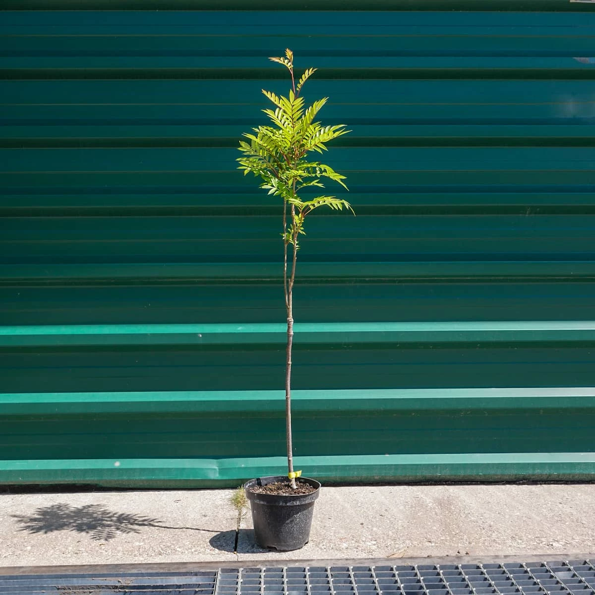 Jarząb Kolumnowy żółtoowocowy - obrazek 3