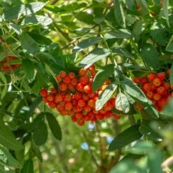 Jarząb Pospolity Pendula Szczepiona Na Pniu (Pa 120/140, Obw. 8/10, H-180/200)