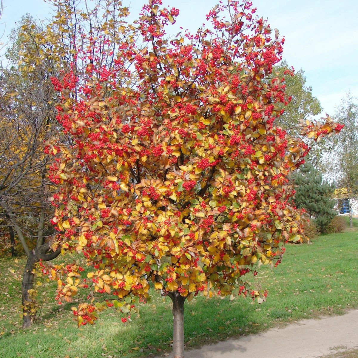 Jarząb Szwedzki Ozdobny Bez Goryczki Przetwory - obrazek 2