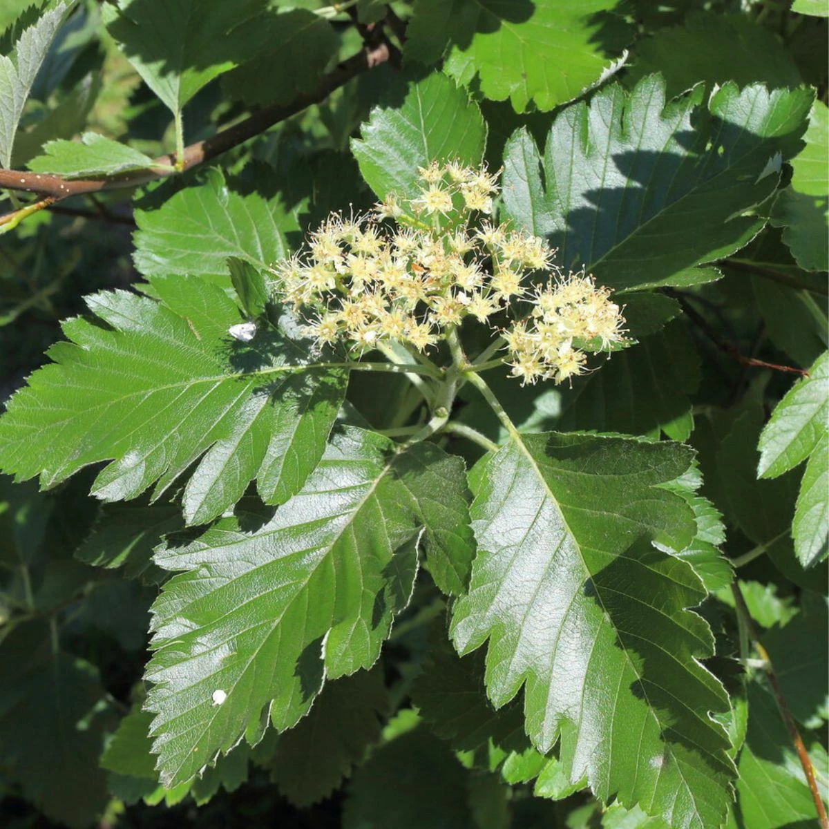 Jarząb Szwedzki Ozdobny Bez Goryczki Przetwory - obrazek 3