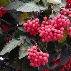 Jarząb Szwedzki Ozdobny Bez Goryczki Przetwory