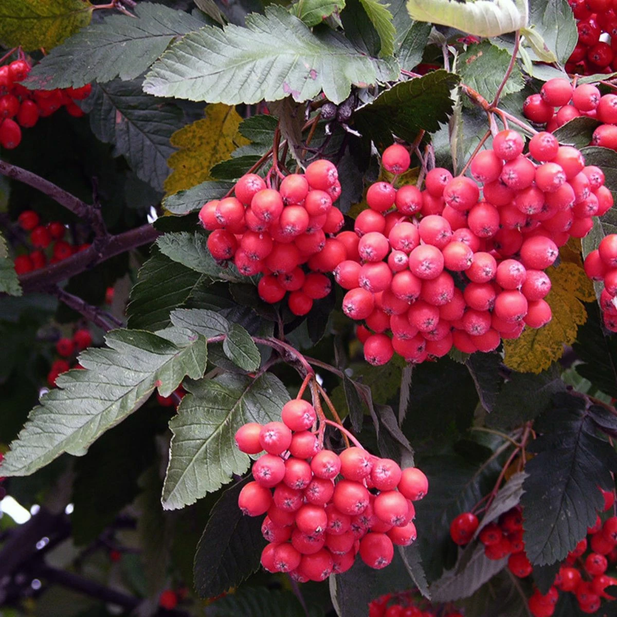 Jarząb Szwedzki Ozdobny Bez Goryczki Przetwory