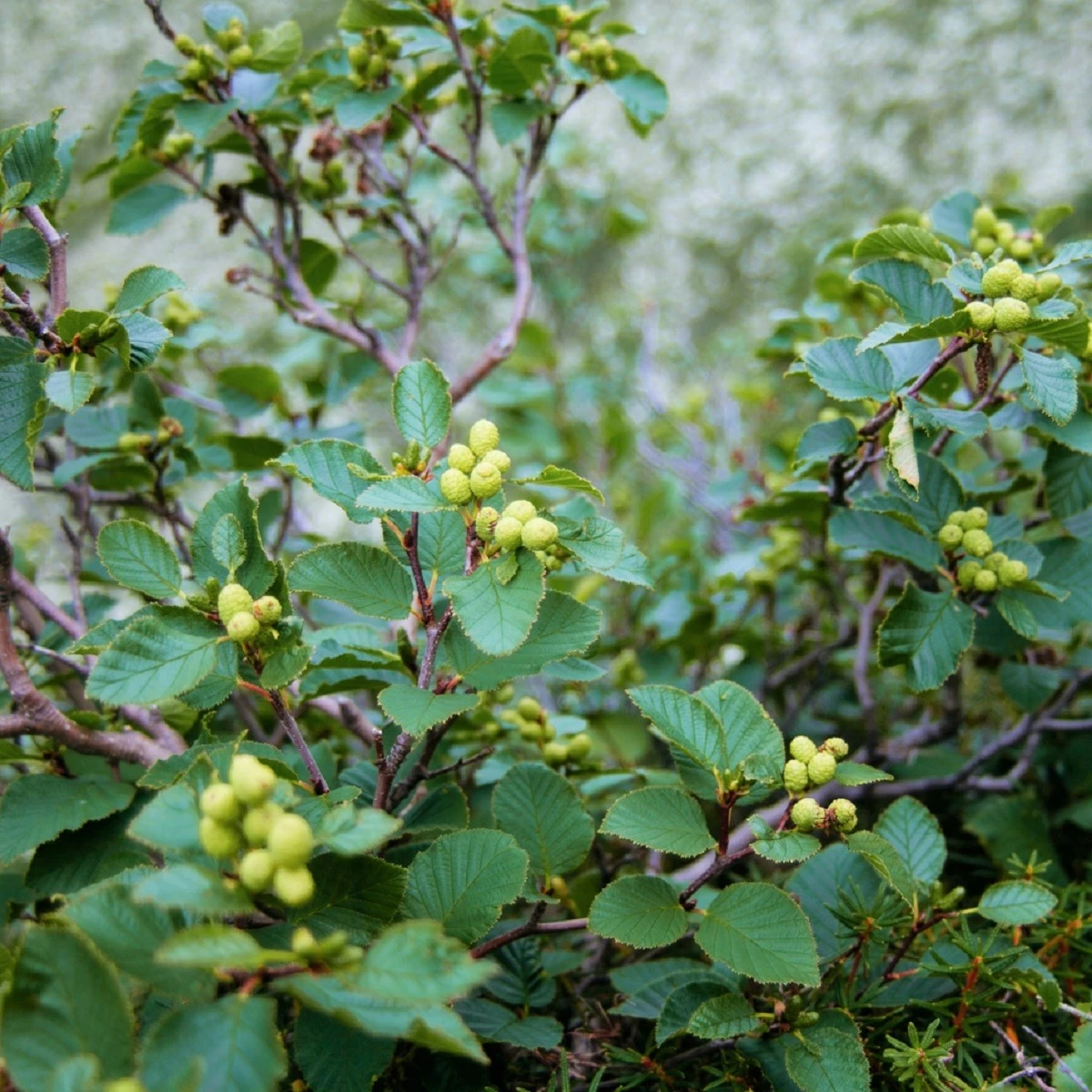Jarząb Turyński Fastigiata NP - obrazek 3