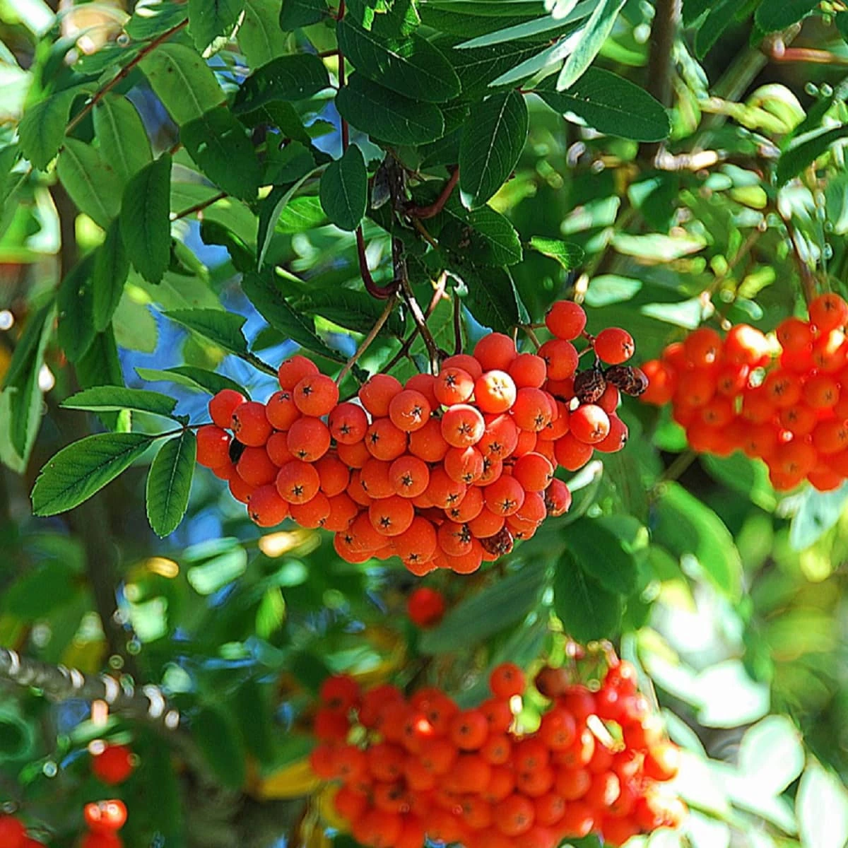Jarząb Turyński Fastigiata (obw.12-14cm H250/350) - obrazek 2