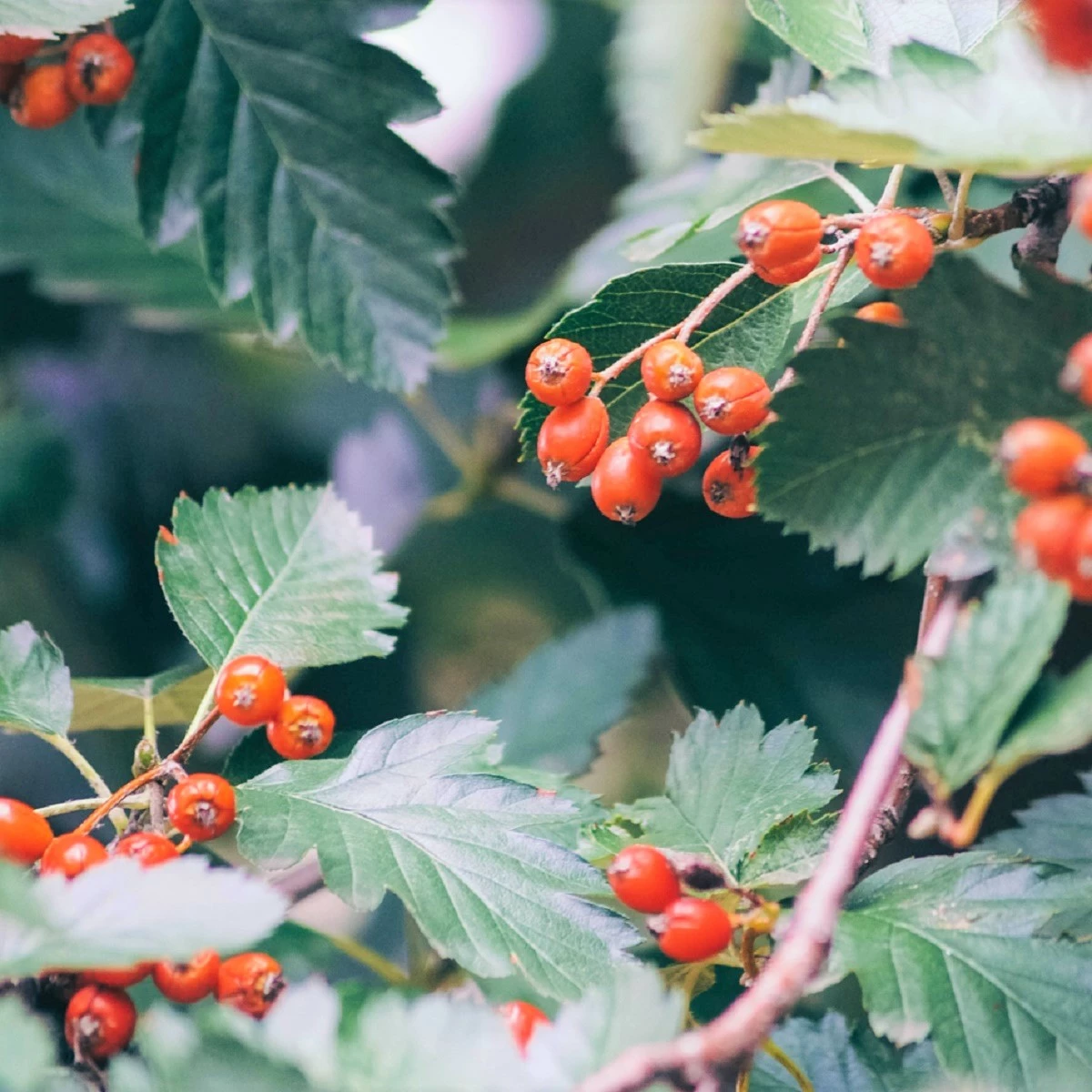 Jarząb Turyński Fastigiata (obw.12-14cm H250/350) - obrazek 4