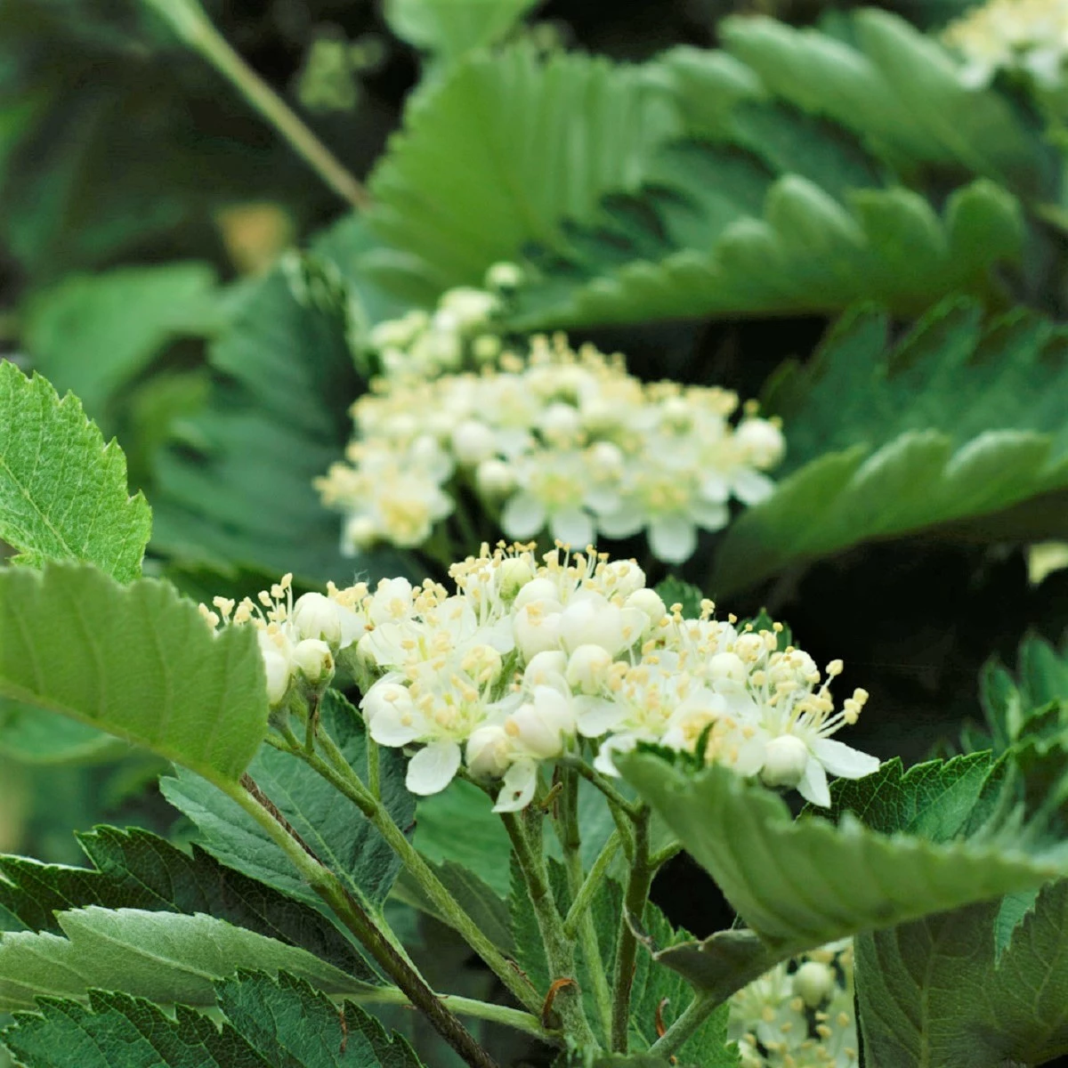 Jarząb Turyński Fastigiata (obw.12-14cm H250/350) - obrazek 5