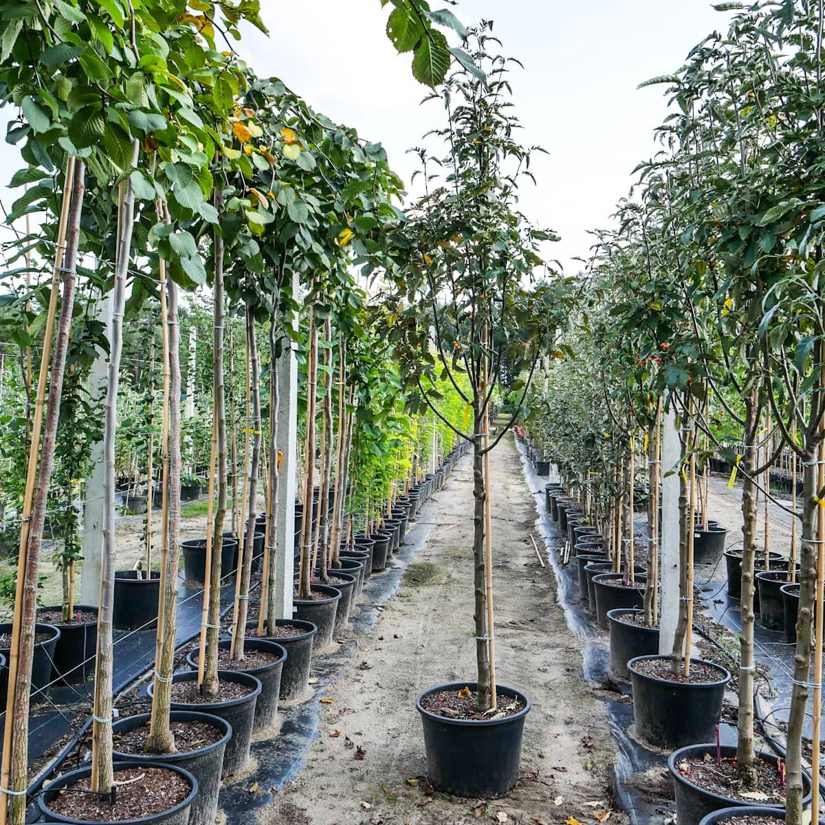 Jarząb Turyński (obw.6-8 Cm H200/300) - obrazek 3