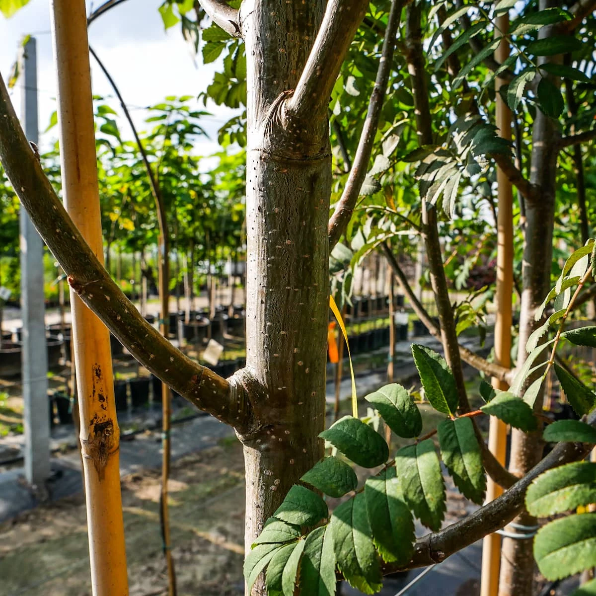 Jarząb Turyński (obw.6-8 Cm H200/300) - obrazek 5