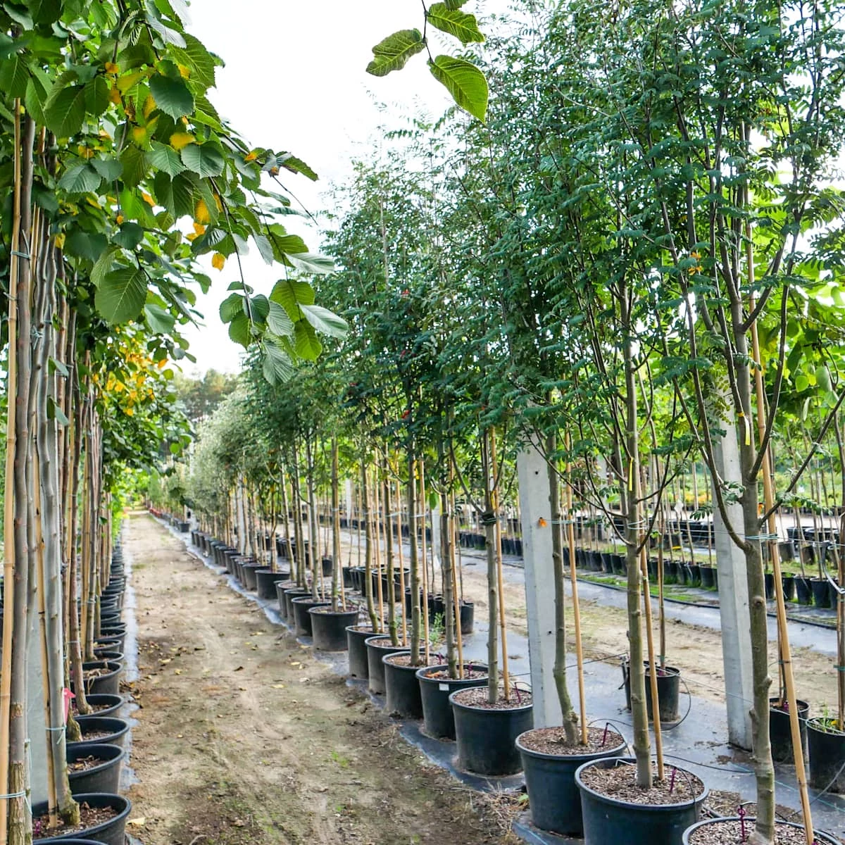 Jarząb Turyński (obw.6-8 Cm H200/300) - obrazek 4