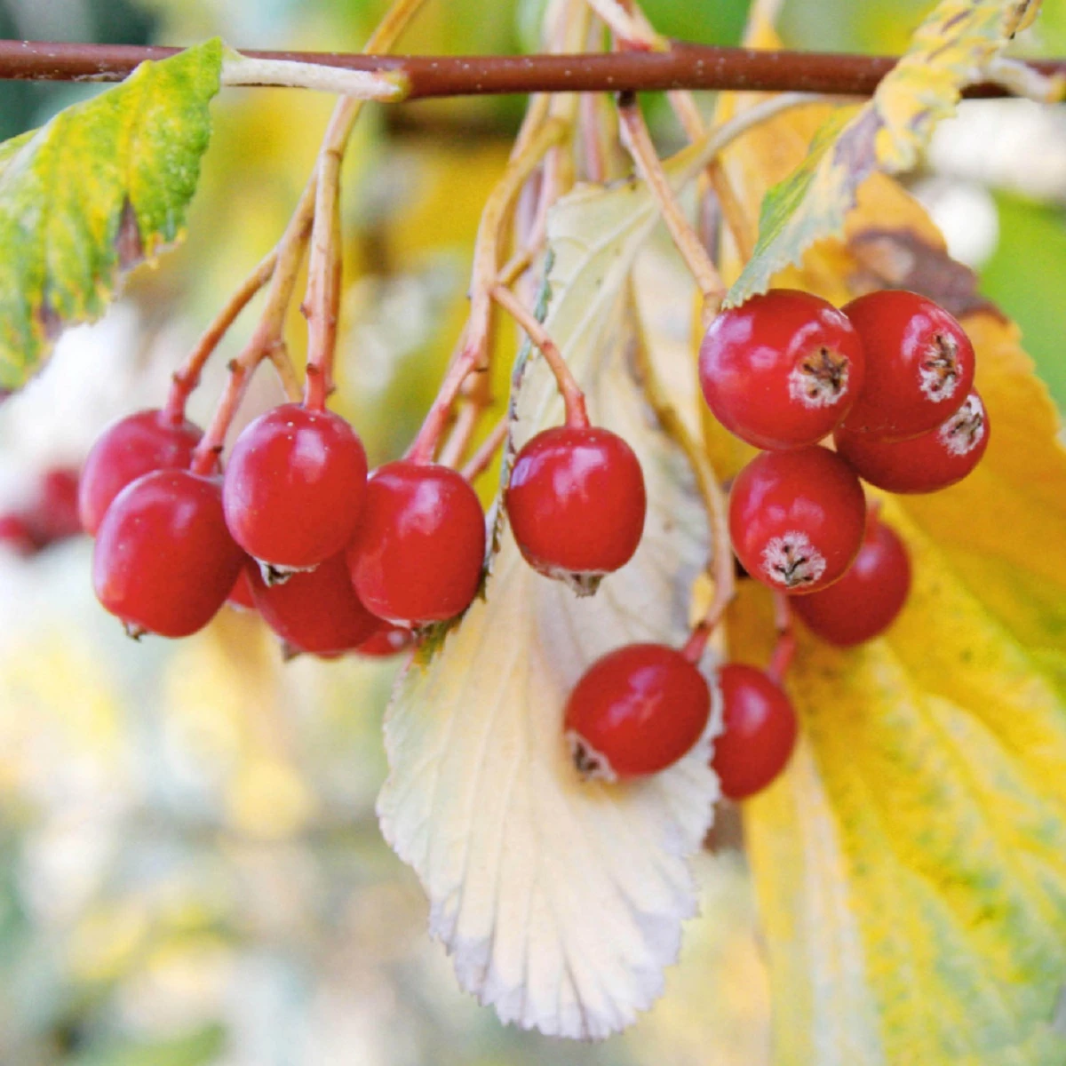 Jarząb Turyński (obw.6-8 Cm H200/300) - obrazek 2