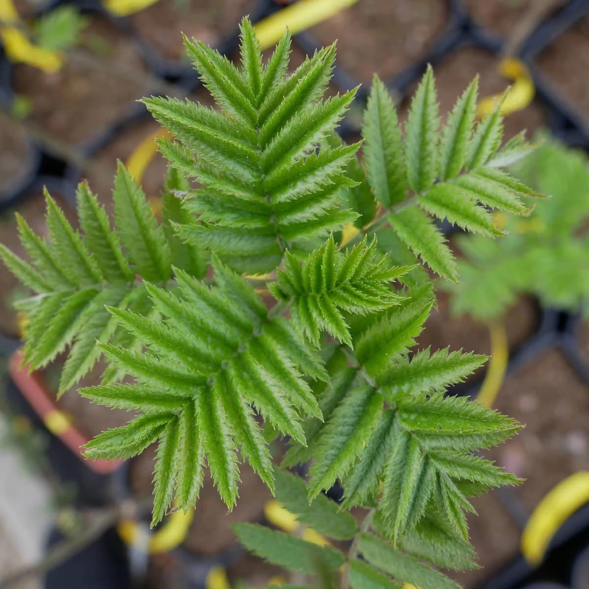 Jarzębina Jarząb Pospolity - obrazek 5