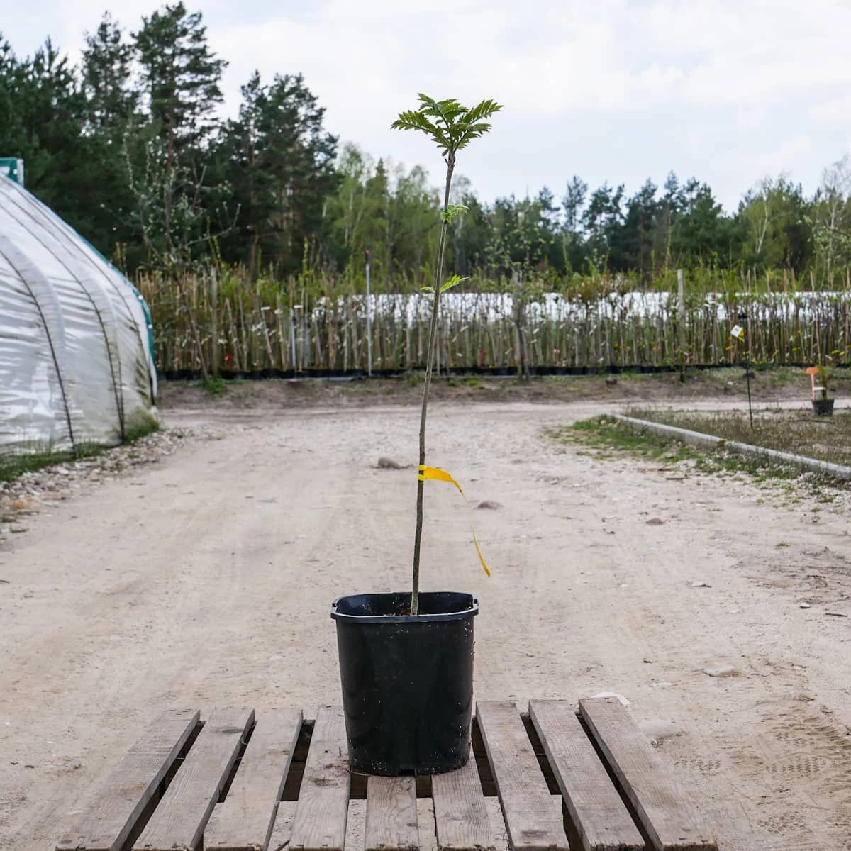 Jarzębina Jarząb Pospolity - obrazek 3