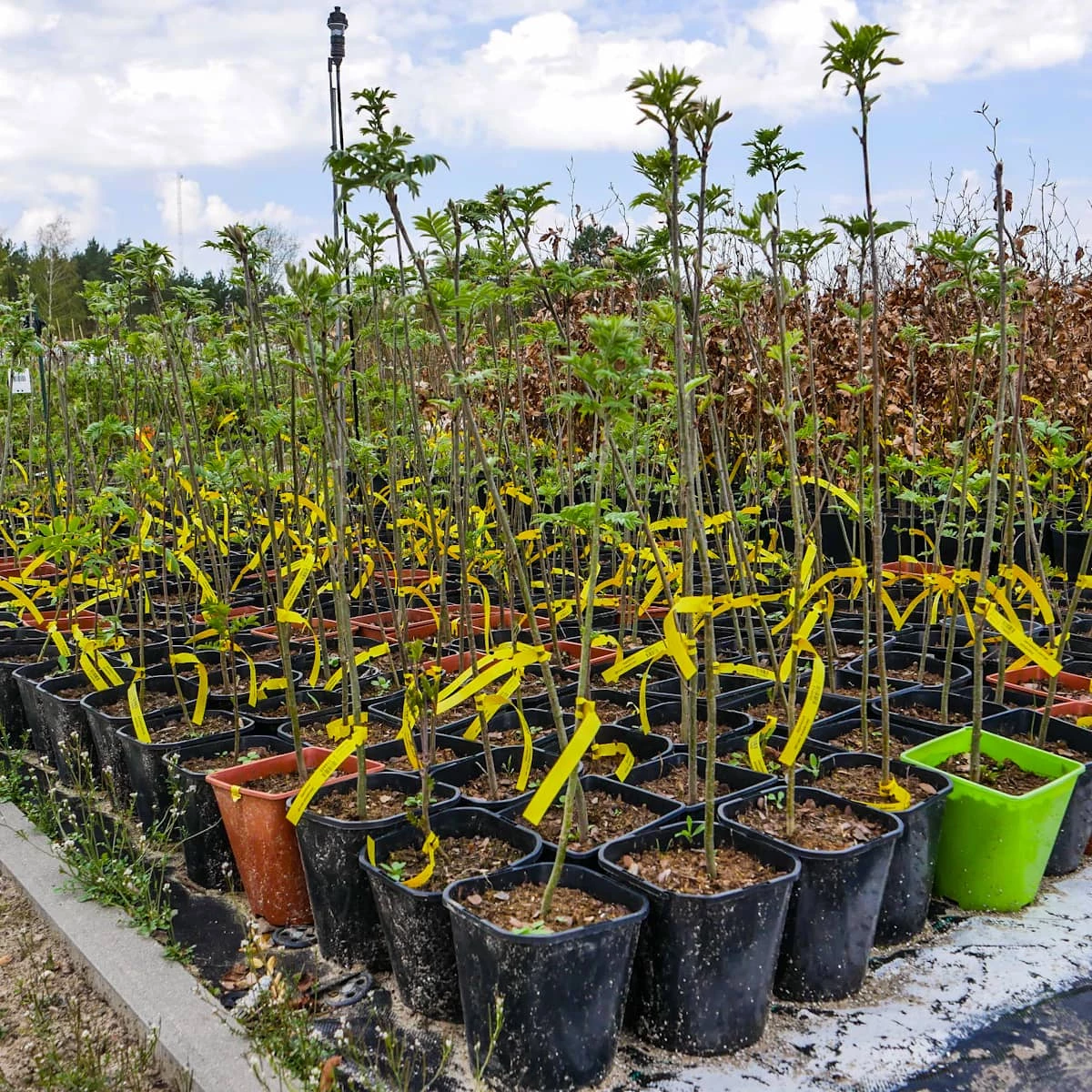 Jarzębina Jarząb Pospolity - obrazek 4