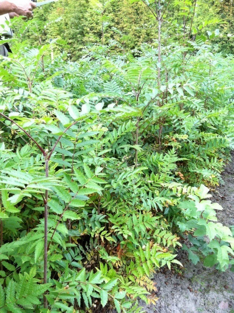 Jarzębina Jarząb Pospolity 250-300cm Obw. 8-10 Cm - obrazek 2