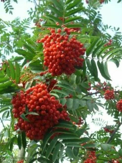 Jarzębina Jarząb Pospolity 250-300cm Obw. 8-10 Cm