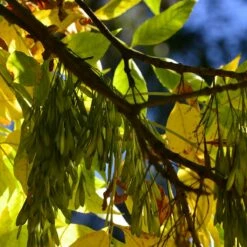 Jesion Pensylwański Fraxinus Pennsylvanica