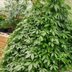 Jiaogulan Ziele D艂ugowieczno艣ci Pi臋ciolistny 呕e艅sze艅