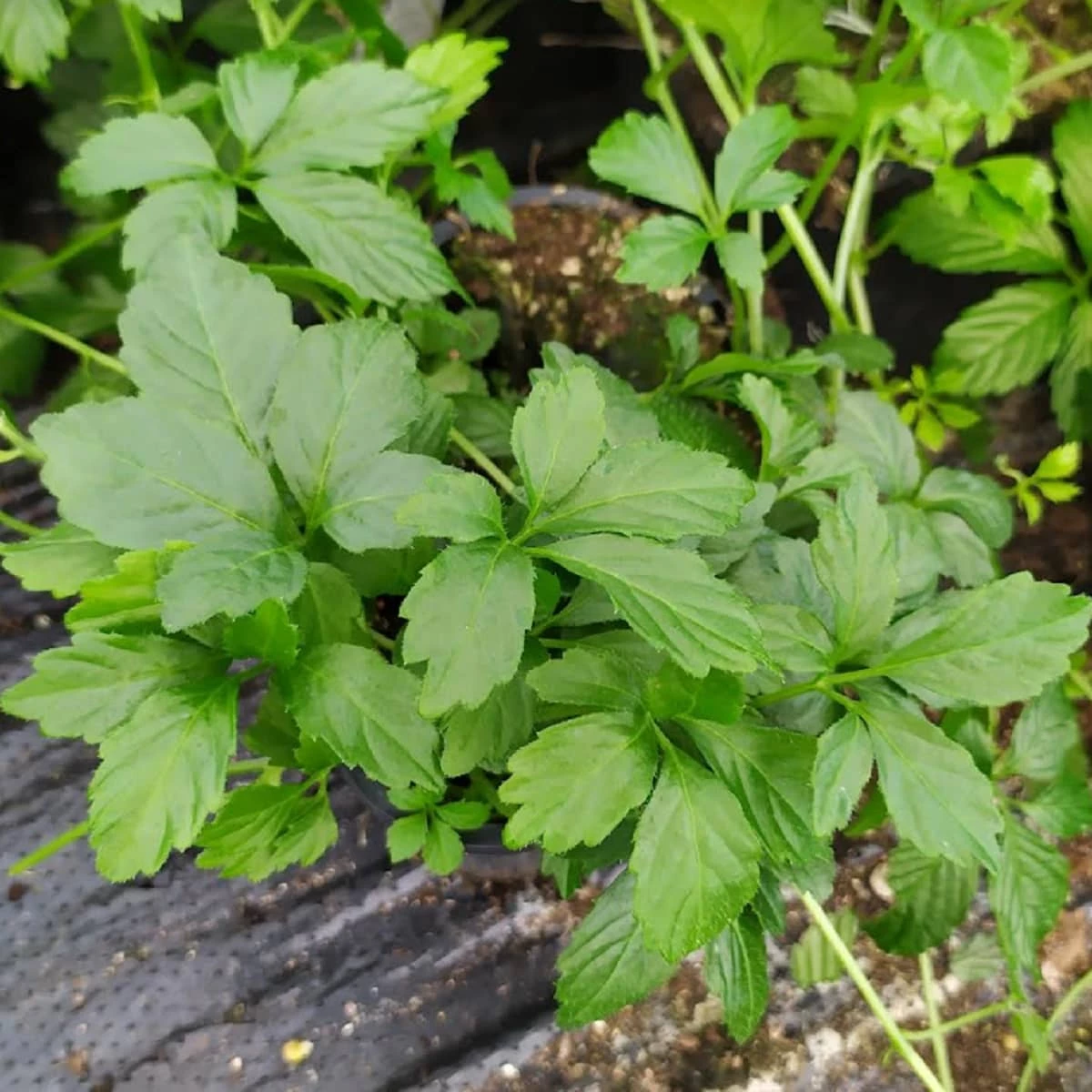 Jiaogulan Ziele Długowieczności Pięciolistny Żeńszeń - obrazek 5