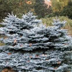 Jod艂a Kalifornijska Glauca Niebieskie Ig艂y